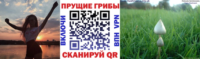 Галлюциногенные грибы прущие грибы  Сухой Лог 